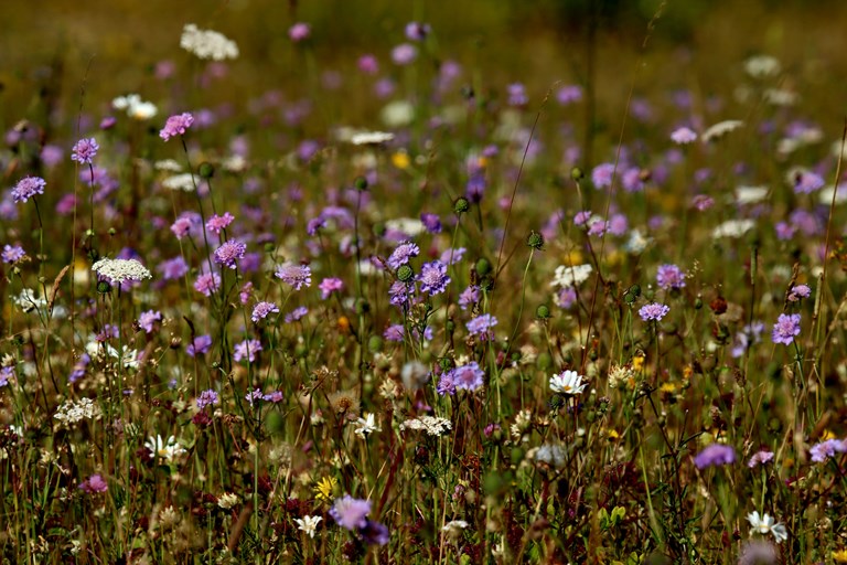 Vilde blomster